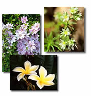 Fiori di Bach